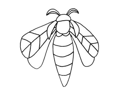 飞蛾简笔画图片