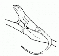 树上的蜥蜴简笔画图片