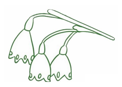 铃兰花简笔画图片