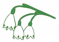 铃兰花简笔画的画法步骤教程及图片大全