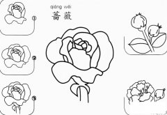 蔷薇花怎么画简笔画步骤