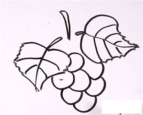 葡萄简笔画的画法步骤图