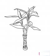 简单的植物简笔画，富贵竹简笔画