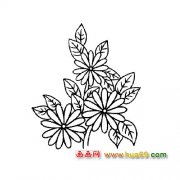 漂亮的菊花│花卉简笔画