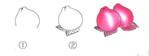 关于如何画桃子的简笔画画法步骤