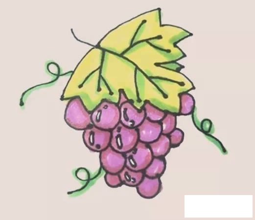 葡萄简笔画