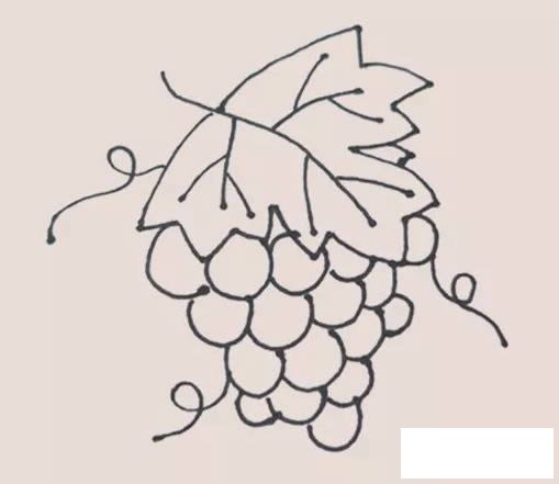 葡萄简笔画