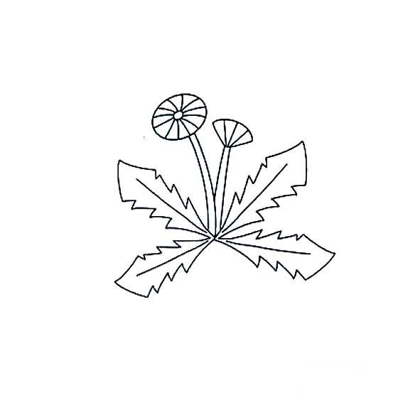 蒲公英的简笔画怎样画