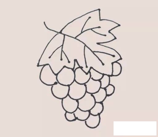 葡萄简笔画