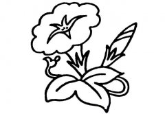 牵牛花植物花简笔画步骤图片大全四
