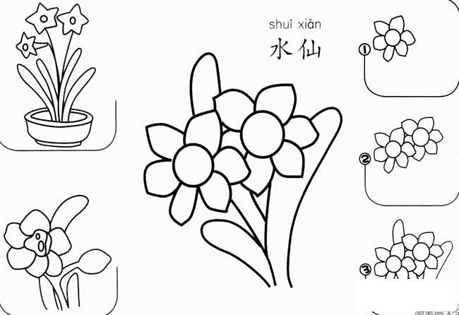 水仙怎么画简笔画 水仙花一步一步的画法步骤图