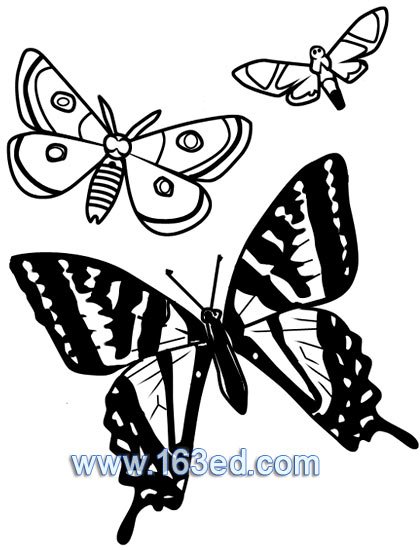蝴蝶简笔画25