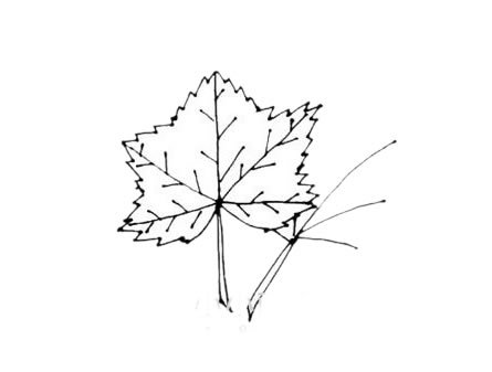 枫叶简笔画图片