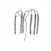 一棵柳树的简单画法