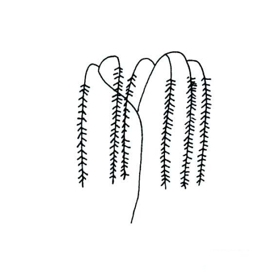 一棵柳树的简单画法