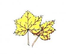 两片黄色的枫叶简笔画步骤画法教程