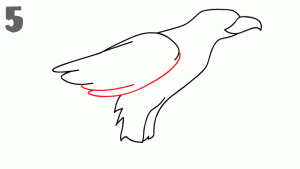 老鹰简笔画步骤图