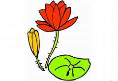 美丽的红莲简笔画画法_怎么画美丽的红莲