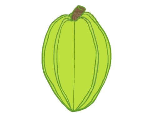 杨桃简笔画图片