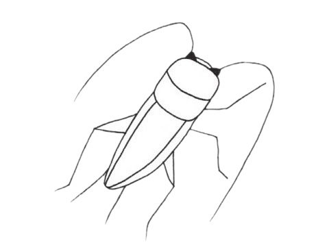 蟋蟀简笔画图片