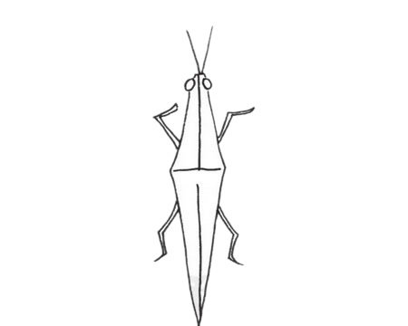 草蜢简笔画图片