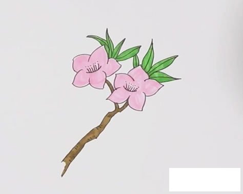 桃花怎么画_桃花简笔画彩色画法步骤图解