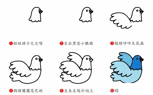 鸽子动物简笔画步骤图片大全