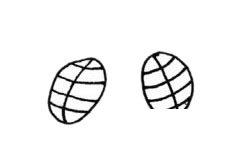 苍蝇简笔画图片