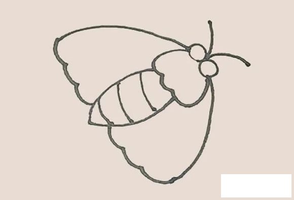 飞蛾简笔画图片