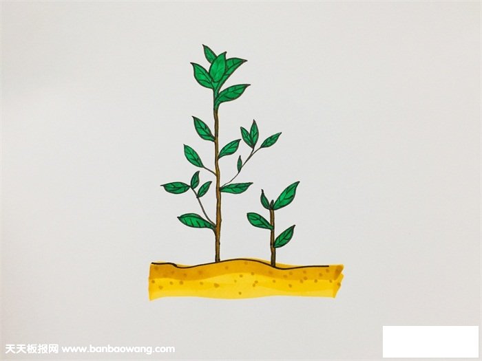 茶树怎么画步骤