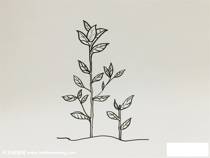 茶树怎么画步骤