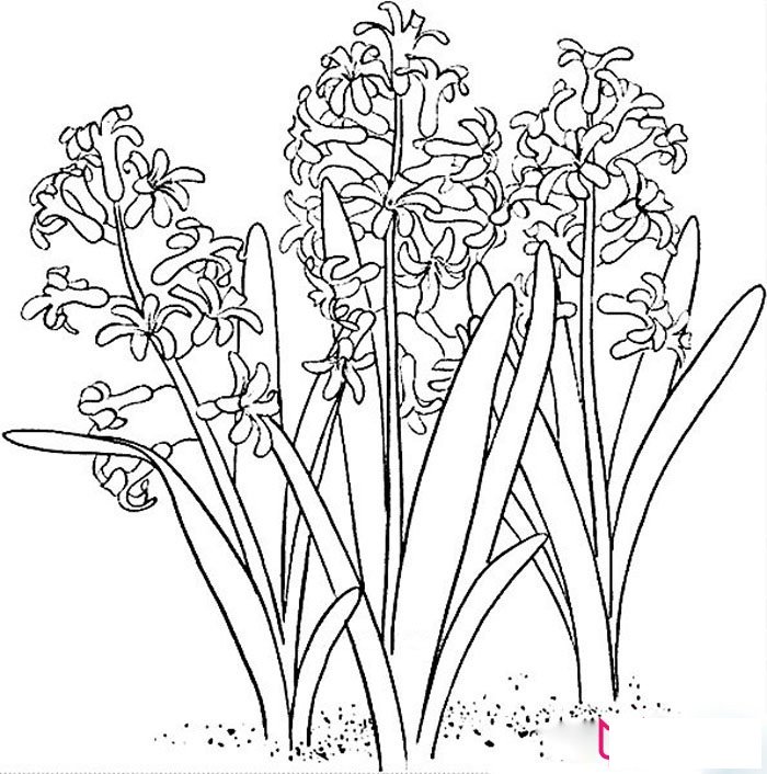 好看的植物简笔画，风信子简笔画