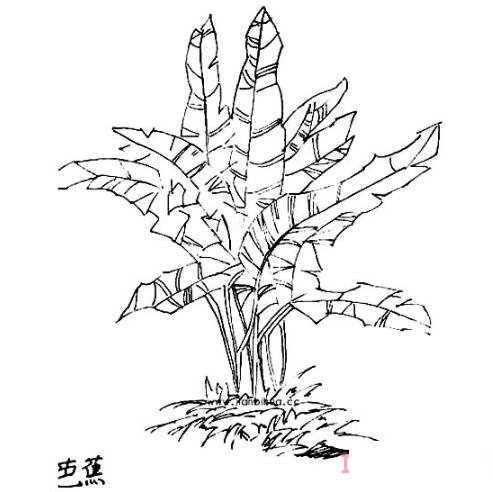 一棵芭蕉树简笔画的画法手绘教程简单