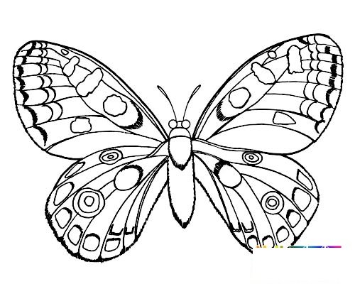 漂亮的蝴蝶简笔画2