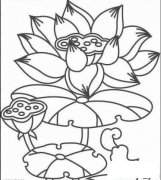 成熟的莲蓬简笔画画法_怎么画成熟的莲蓬