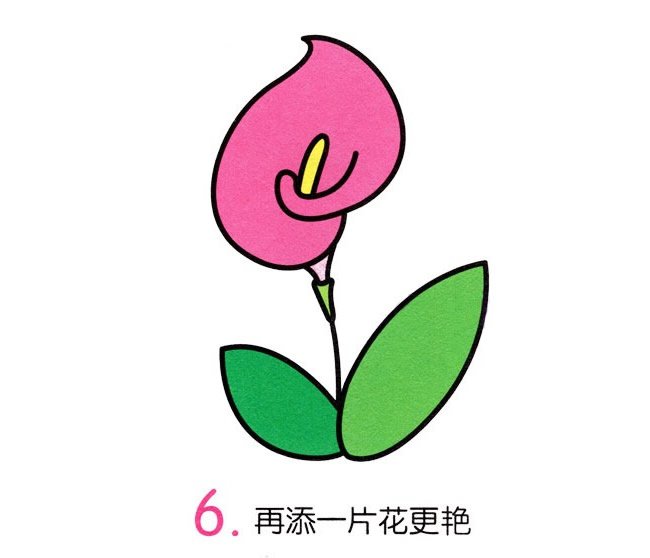 马蹄莲简笔画彩色图片