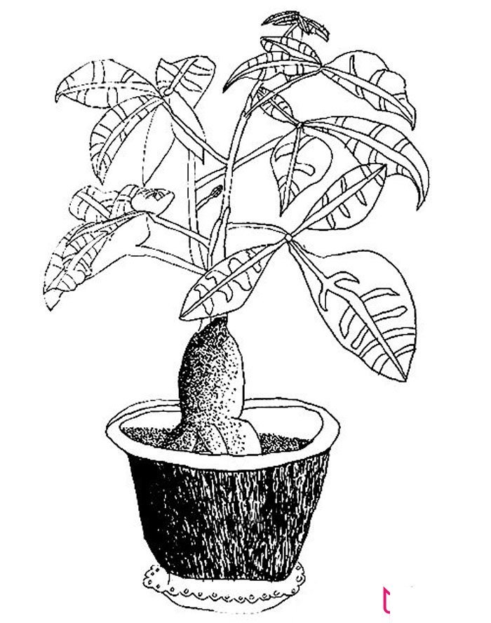 2017年春节发财树简笔画怎么画