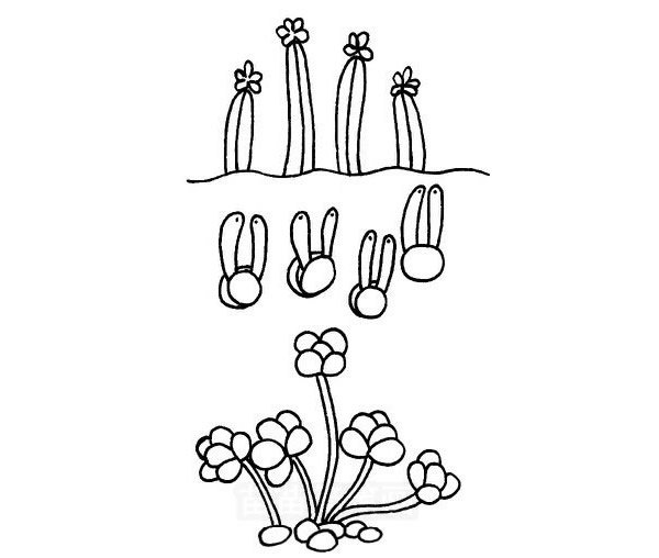 多肉植物简笔画图片大全