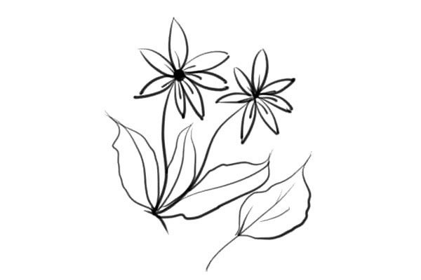 简单易学的小花朵简笔画图片