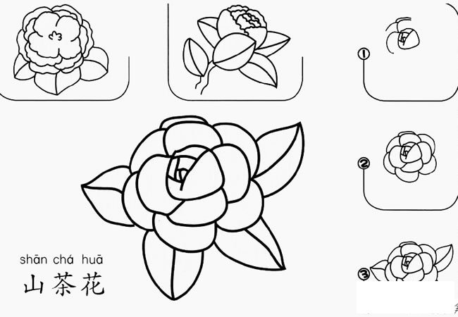 山茶花怎么画简笔画 山茶花简笔画步骤图