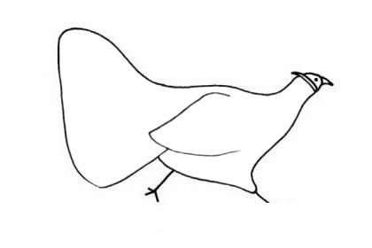 褐马鸡简笔画图片