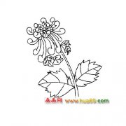 花卉简笔画：一朵美丽的菊花