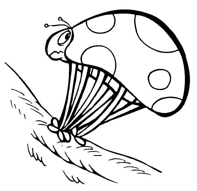 七星瓢虫昆虫简笔画步骤图片大全