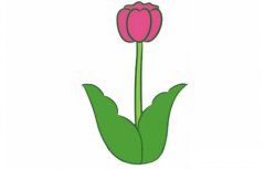 郁金香简笔画的画法及图片大全