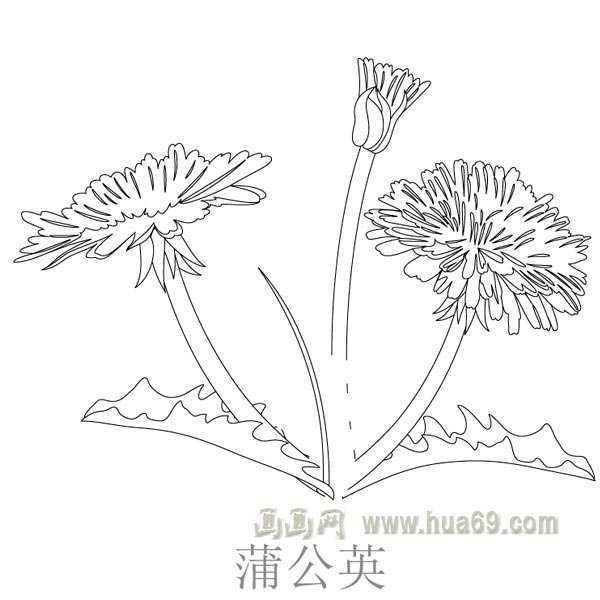 儿童简笔画：平凡的蒲公英