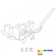 儿童简笔画图片：漂亮的玉兰花