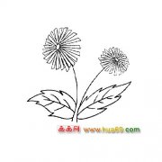 花卉简笔画：两朵菊花