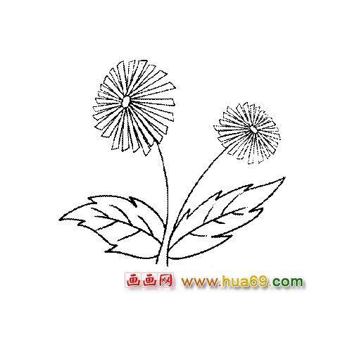 花卉简笔画：两朵菊花