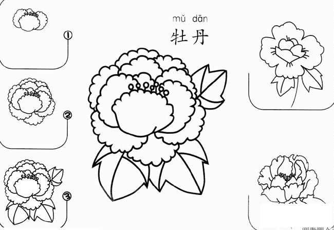 牡丹怎么画简笔画 牡丹花的画法步骤图