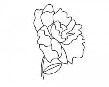 牡丹花简笔画的画法步骤教程